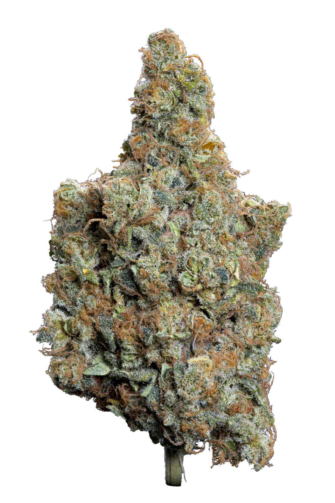 Burn Baby Burn Indoor CBD