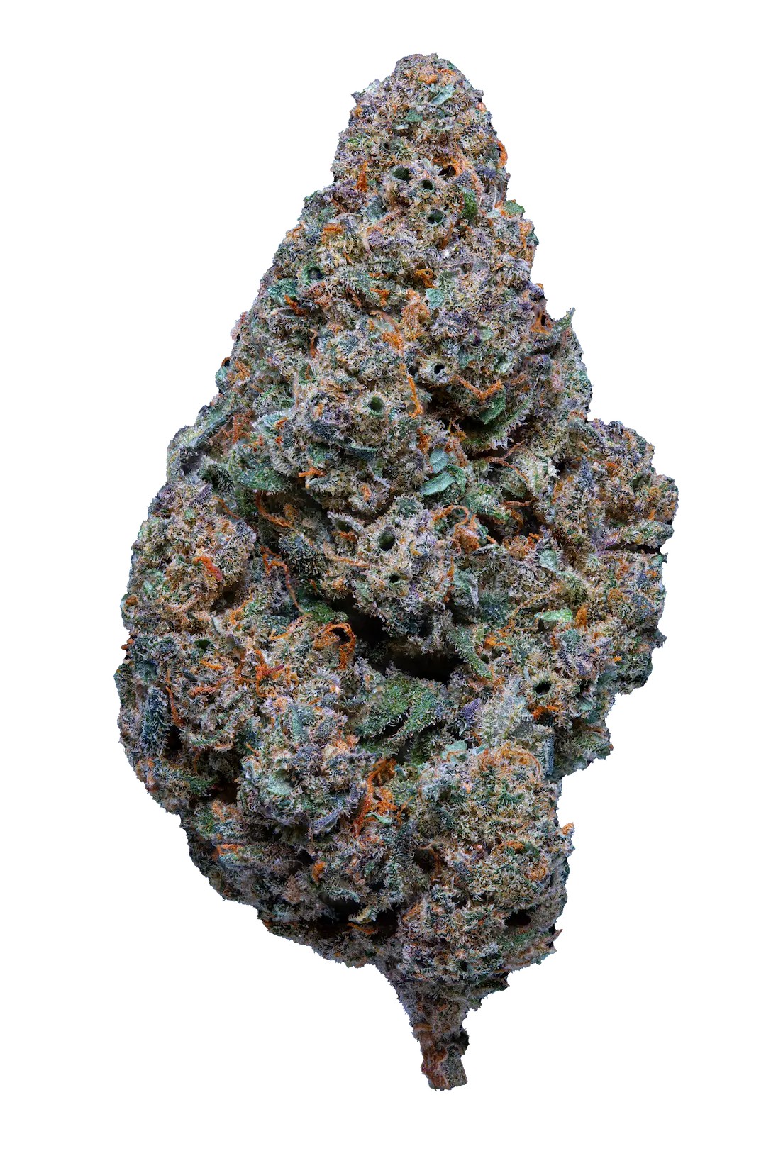 Dutch Punch Indoor CBD