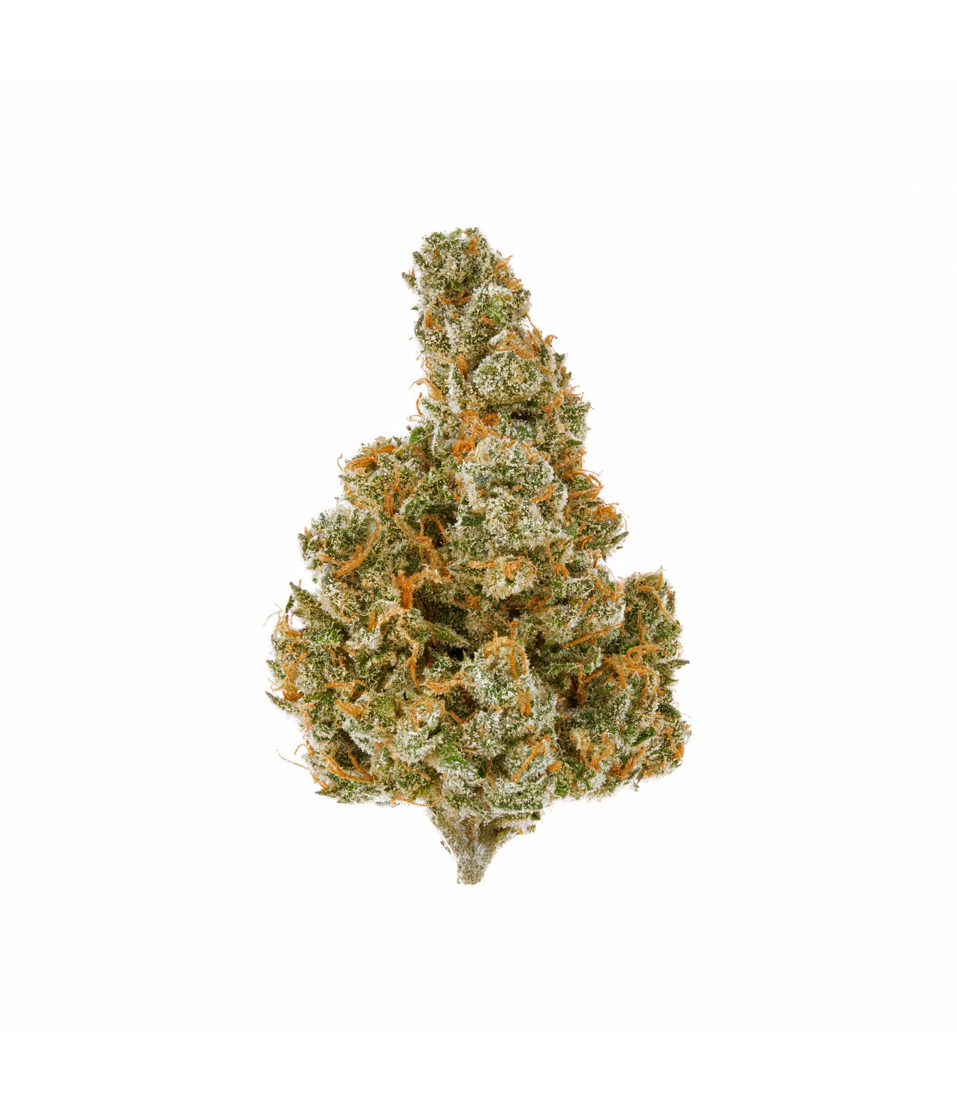 Gelato Hydro Indoor CBD